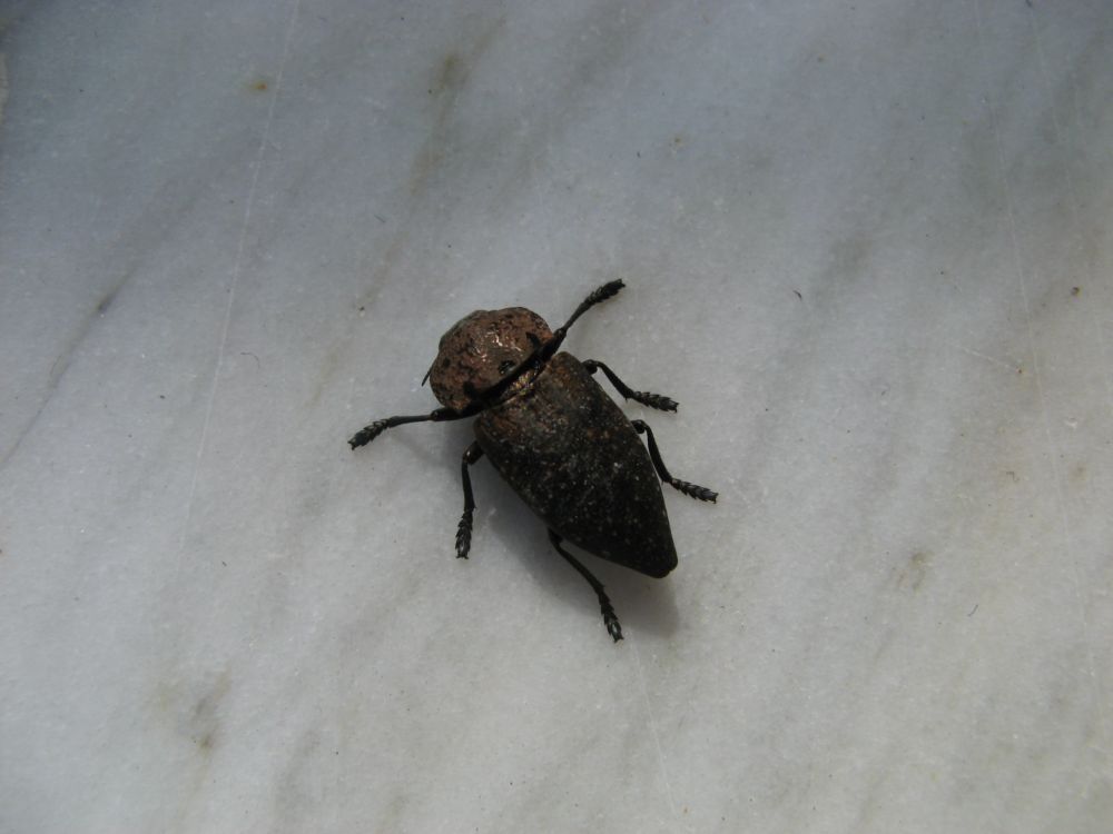 aiuto identificazione